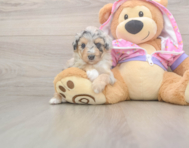 8 week old Mini Aussiedoodle Puppy For Sale - Simply Southern Pups