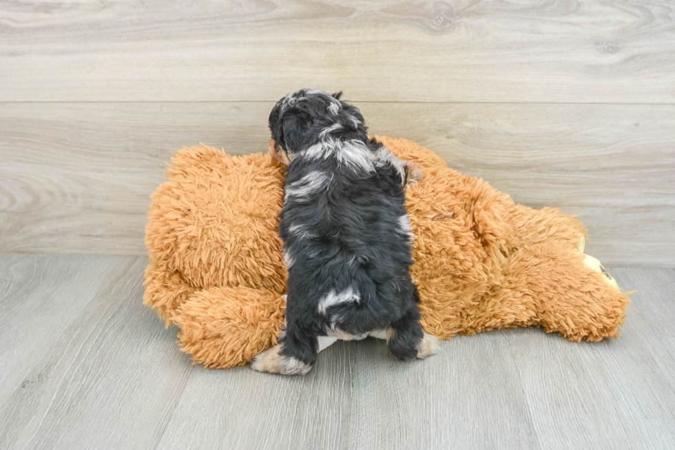 Mini Aussiedoodle Puppy for Adoption