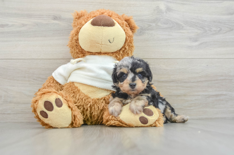 8 week old Mini Aussiedoodle Puppy For Sale - Simply Southern Pups