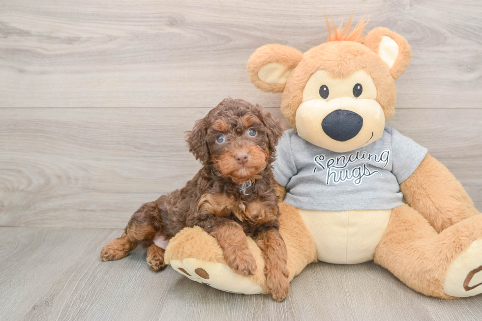 Little Mini Aussiepoo Poodle Mix Puppy