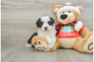 Mini Aussiedoodle Puppy for Adoption