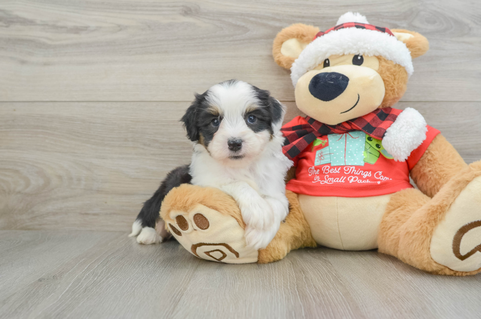 6 week old Mini Aussiedoodle Puppy For Sale - Simply Southern Pups