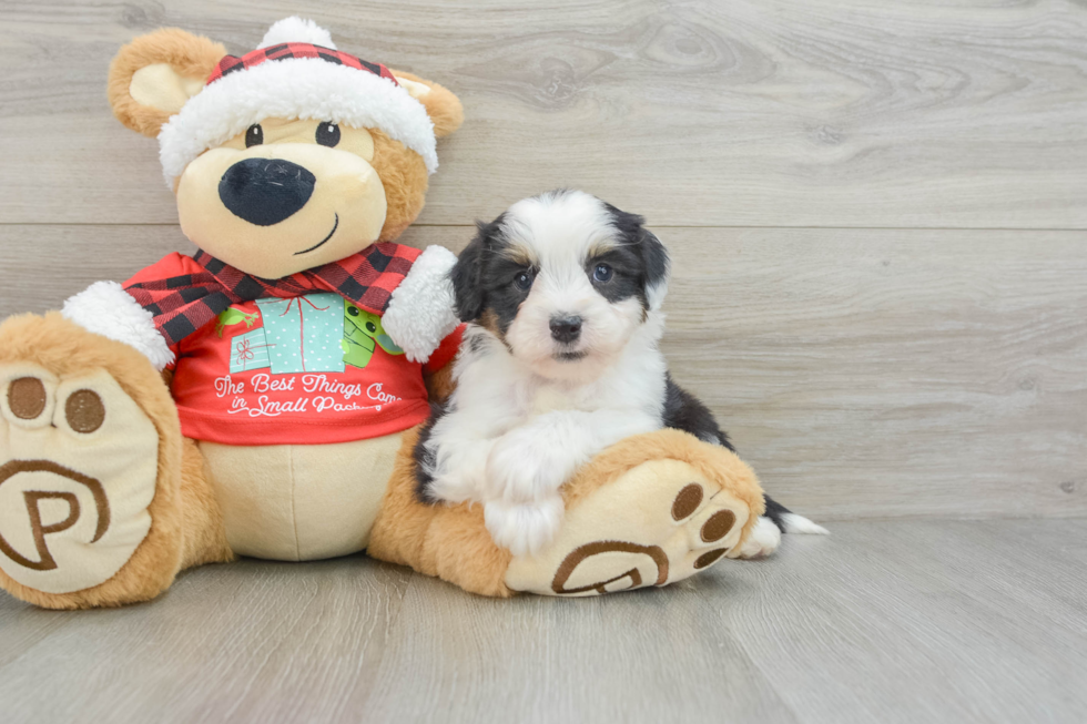 Happy Mini Aussiedoodle Baby