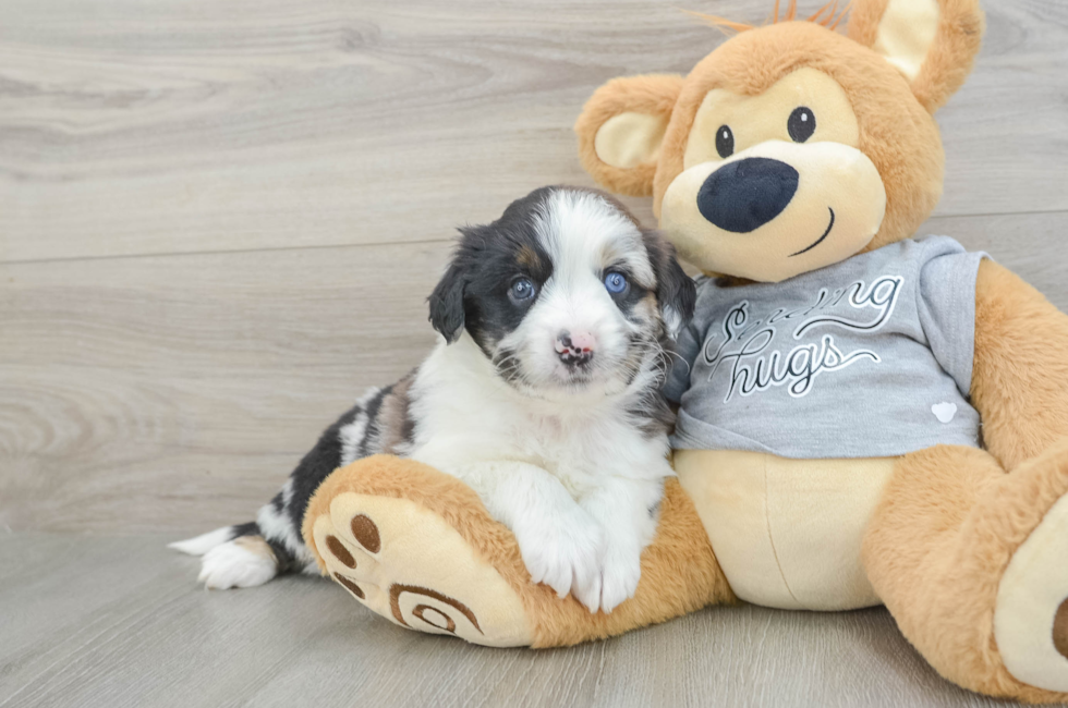 7 week old Mini Aussiedoodle Puppy For Sale - Simply Southern Pups