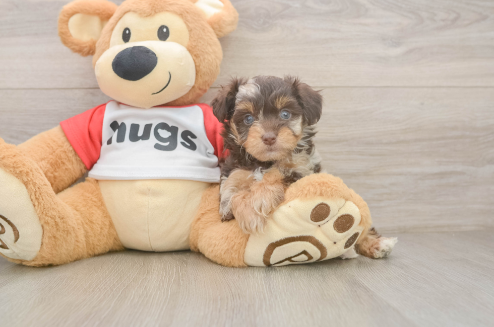 6 week old Mini Aussiedoodle Puppy For Sale - Simply Southern Pups
