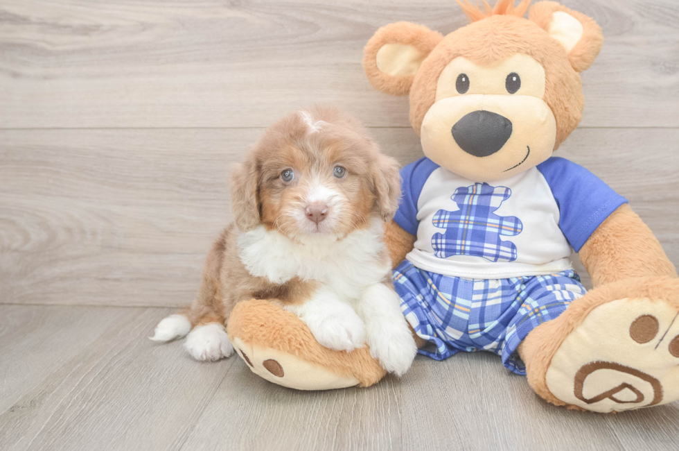 7 week old Mini Aussiedoodle Puppy For Sale - Simply Southern Pups