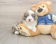 8 week old Mini Aussiedoodle Puppy For Sale - Simply Southern Pups