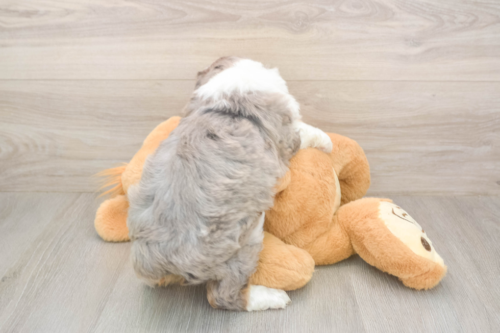 Meet Makita - our Mini Aussiedoodle Puppy Photo  3/3 - Simply Southern Pups Mini Aussiedoodle Pup Being Cute