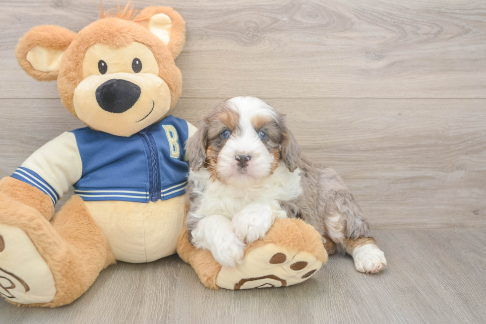 Meet Makita - our Mini Aussiedoodle Puppy Photo  2/3 - Simply Southern Pups Mini Aussiedoodle Pup Being Cute