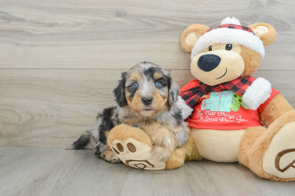 6 week old Mini Aussiedoodle Puppy For Sale - Simply Southern Pups