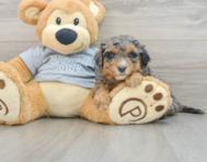 8 week old Mini Aussiedoodle Puppy For Sale - Simply Southern Pups