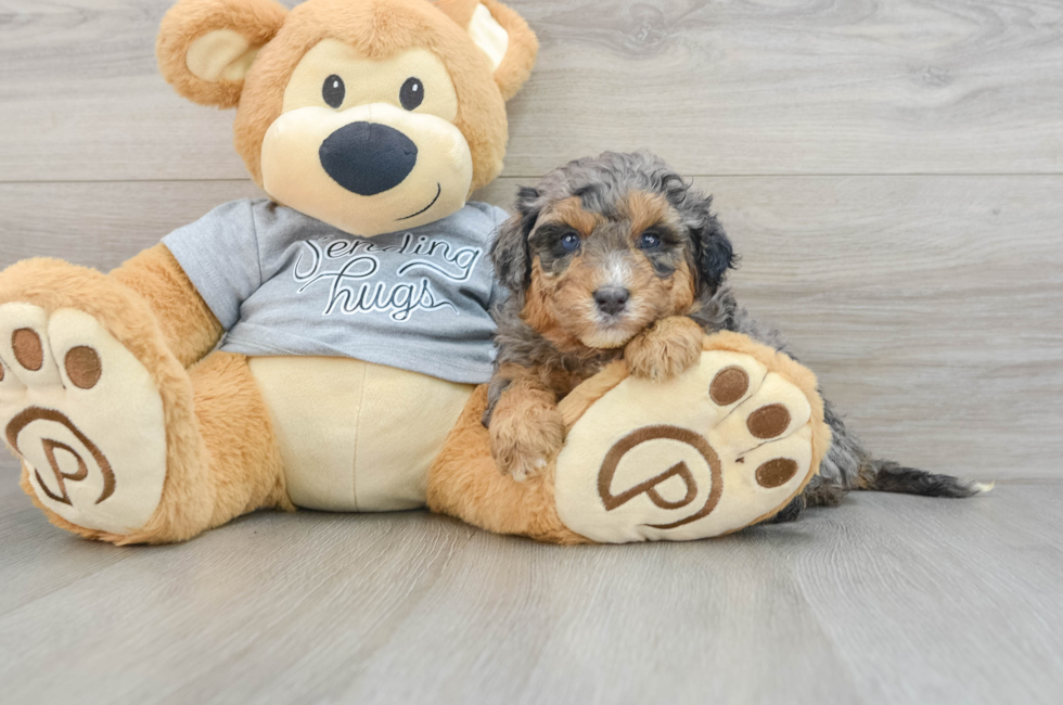 6 week old Mini Aussiedoodle Puppy For Sale - Simply Southern Pups