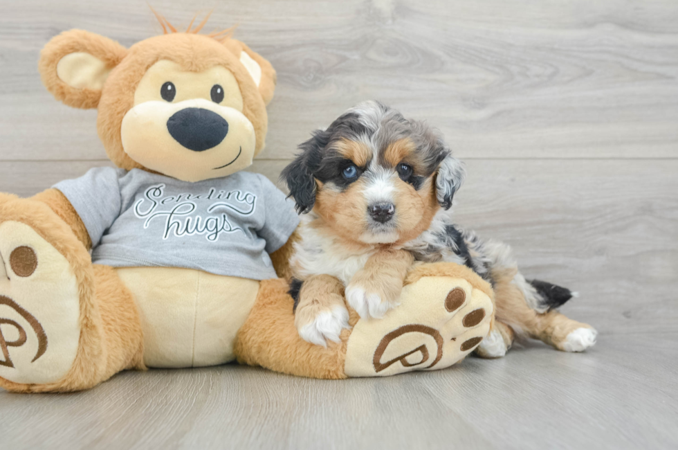 7 week old Mini Aussiedoodle Puppy For Sale - Simply Southern Pups