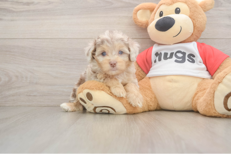 Mini Aussiedoodle Pup Being Cute