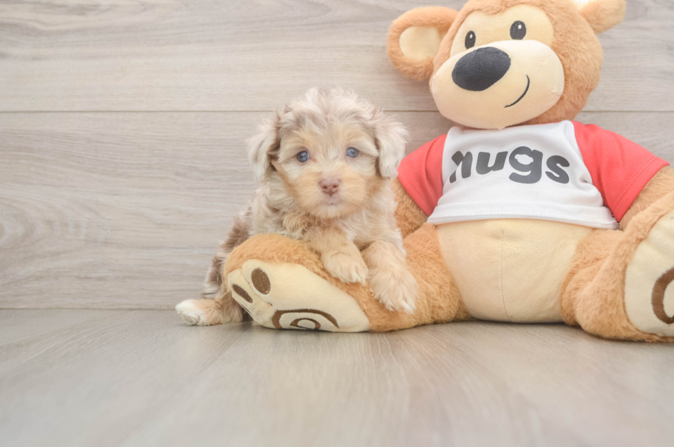 6 week old Mini Aussiedoodle Puppy For Sale - Simply Southern Pups