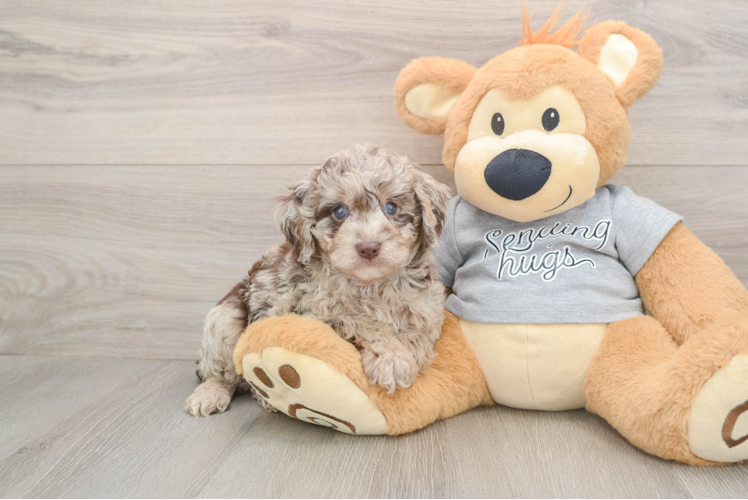Mini Aussiedoodle Puppy for Adoption