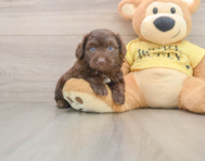 5 week old Mini Aussiedoodle Puppy For Sale - Simply Southern Pups