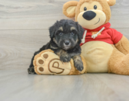 7 week old Mini Aussiedoodle Puppy For Sale - Simply Southern Pups