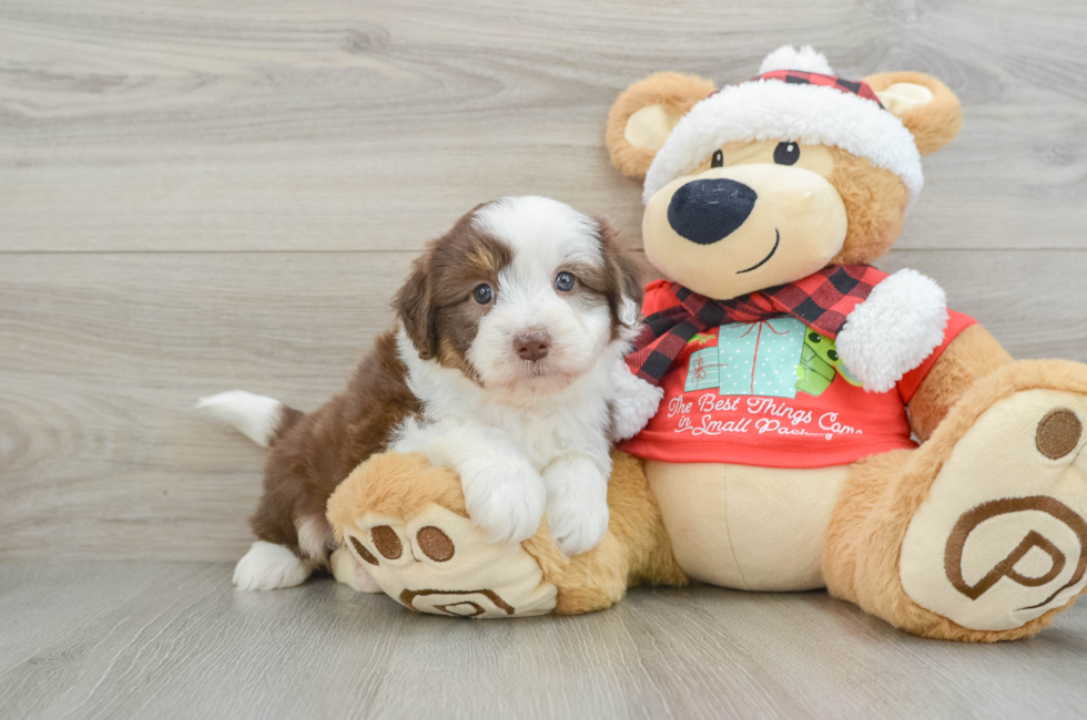 6 week old Mini Aussiedoodle Puppy For Sale - Simply Southern Pups