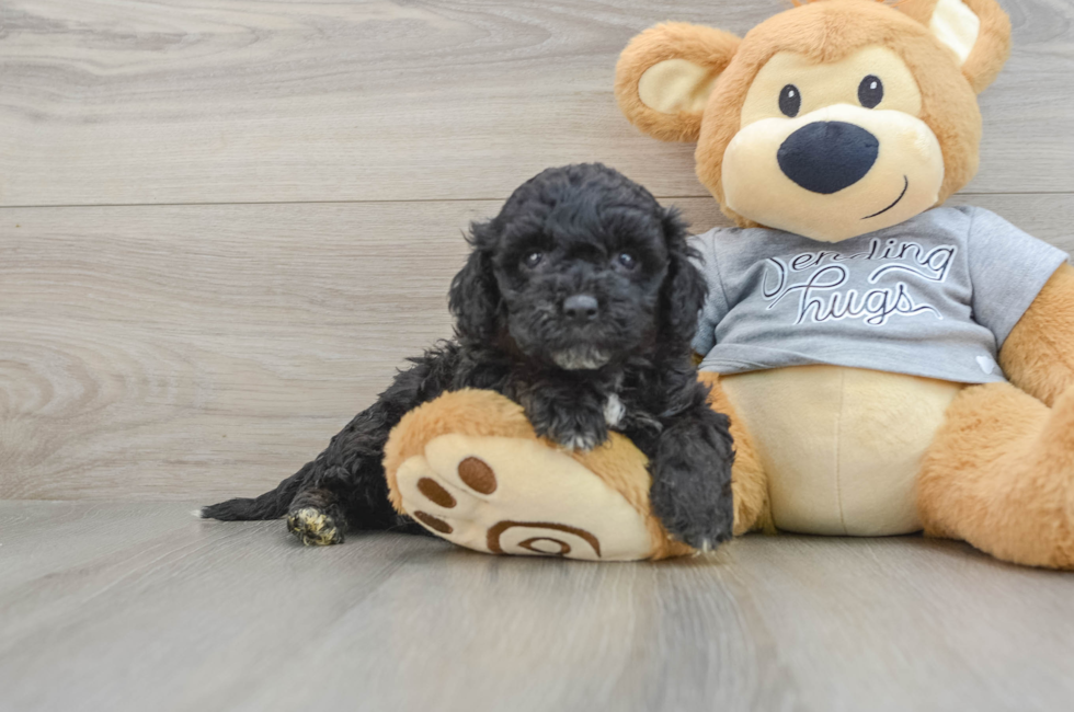 6 week old Mini Aussiedoodle Puppy For Sale - Simply Southern Pups