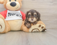 8 week old Mini Aussiedoodle Puppy For Sale - Simply Southern Pups