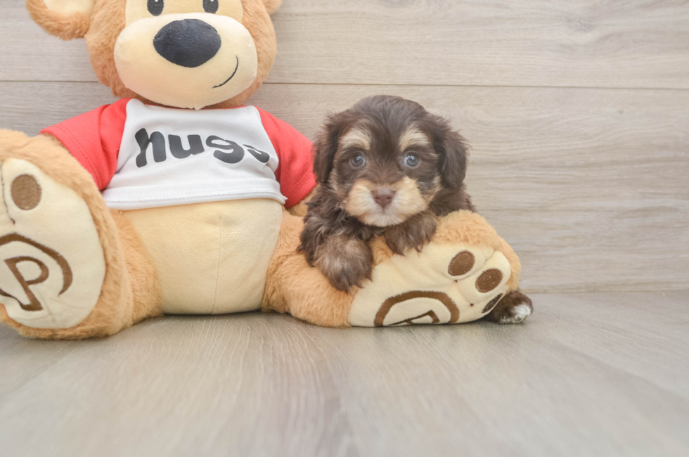 7 week old Mini Aussiedoodle Puppy For Sale - Simply Southern Pups