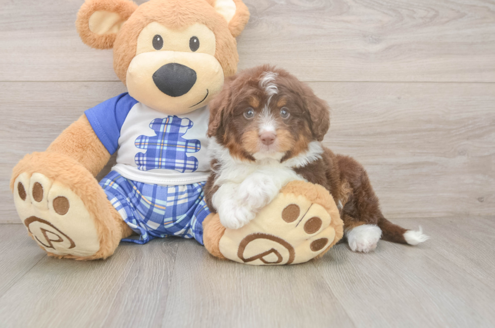7 week old Mini Aussiedoodle Puppy For Sale - Simply Southern Pups