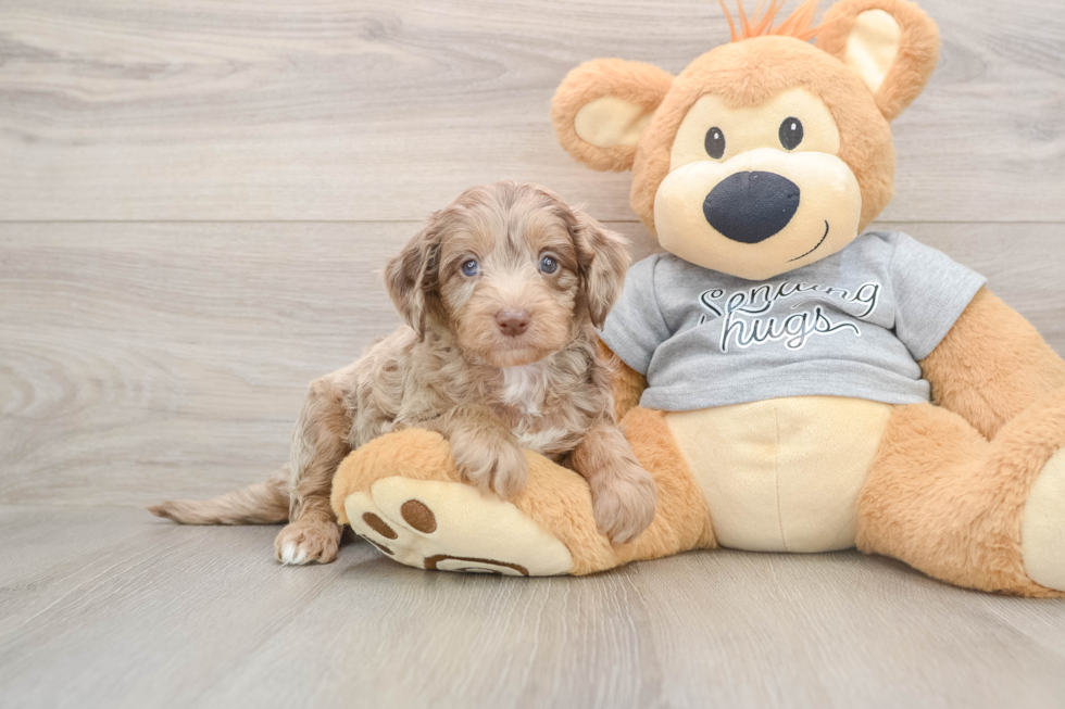 Hypoallergenic Aussiepoo Poodle Mix Puppy
