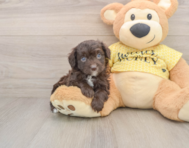 6 week old Mini Aussiedoodle Puppy For Sale - Simply Southern Pups