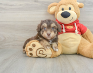 7 week old Mini Aussiedoodle Puppy For Sale - Simply Southern Pups