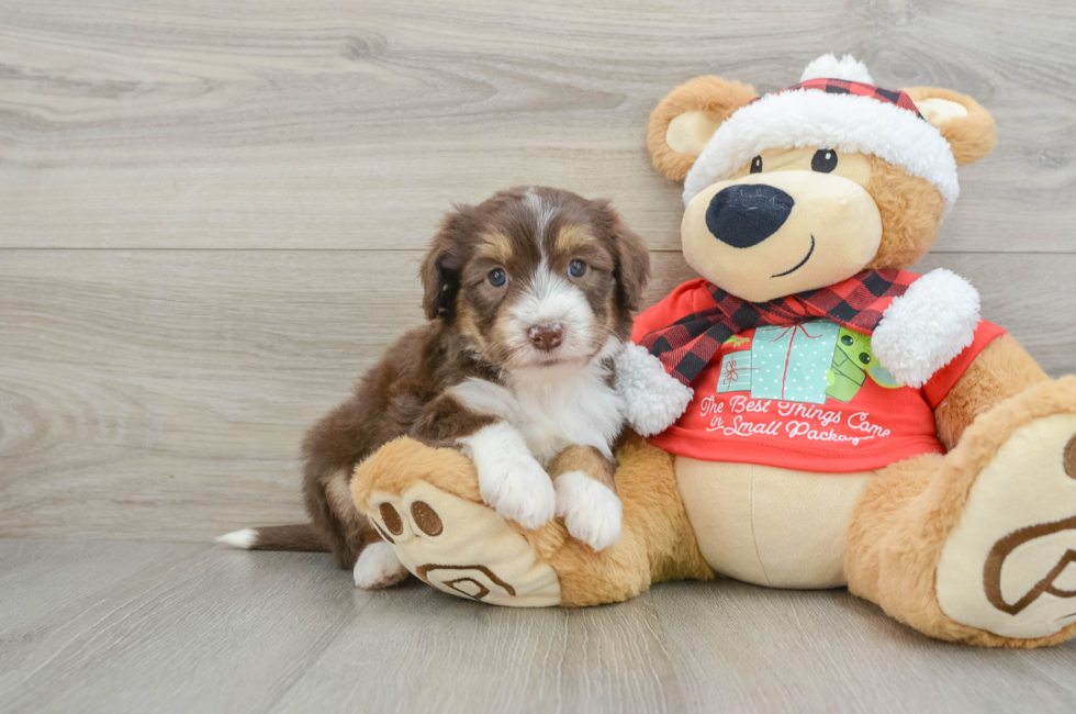 6 week old Mini Aussiedoodle Puppy For Sale - Simply Southern Pups