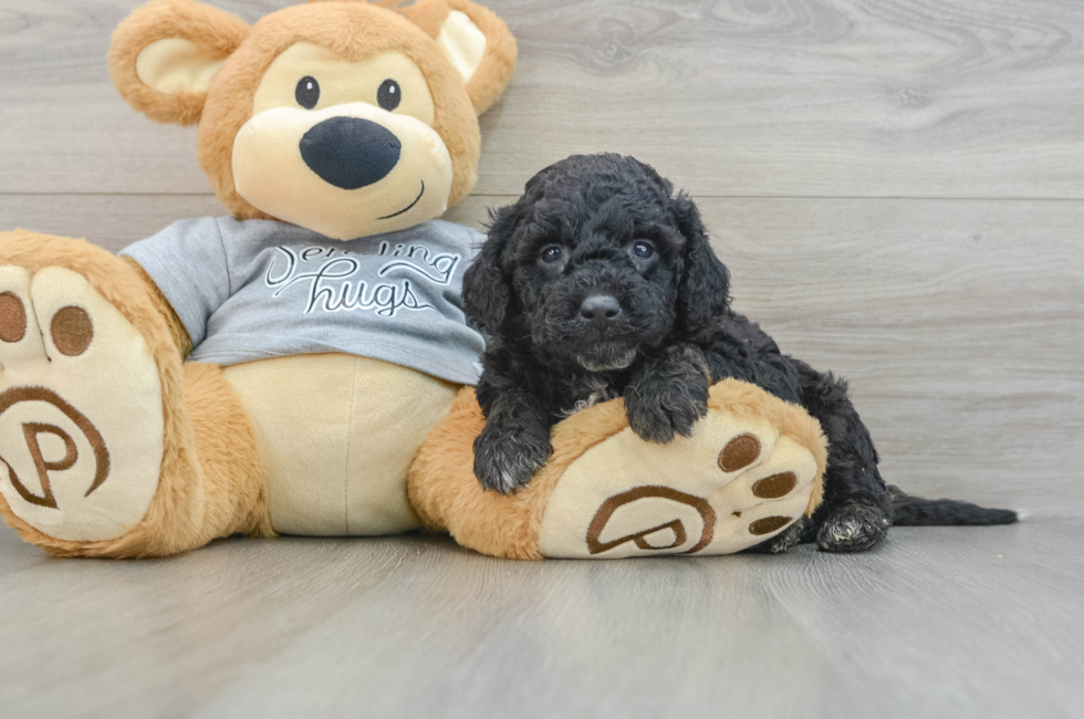 6 week old Mini Aussiedoodle Puppy For Sale - Simply Southern Pups