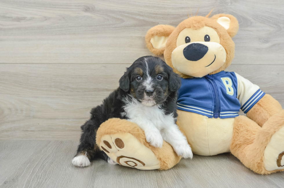 7 week old Mini Aussiedoodle Puppy For Sale - Simply Southern Pups