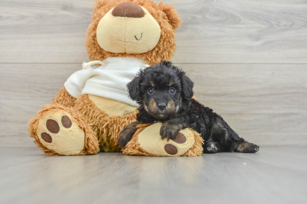 Friendly Mini Aussiedoodle Baby