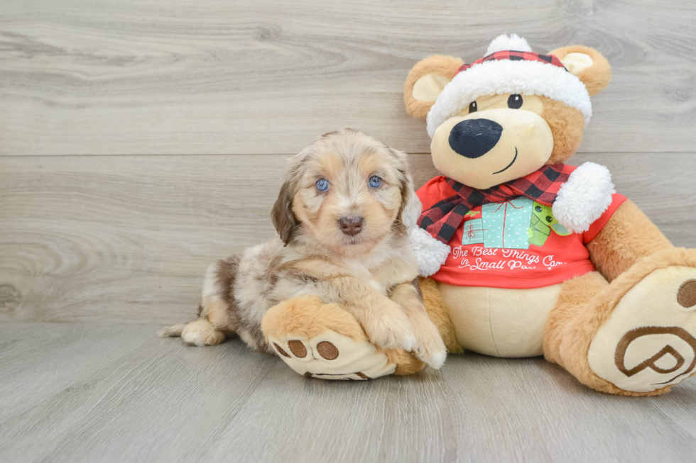 Mini Aussiedoodle Pup Being Cute