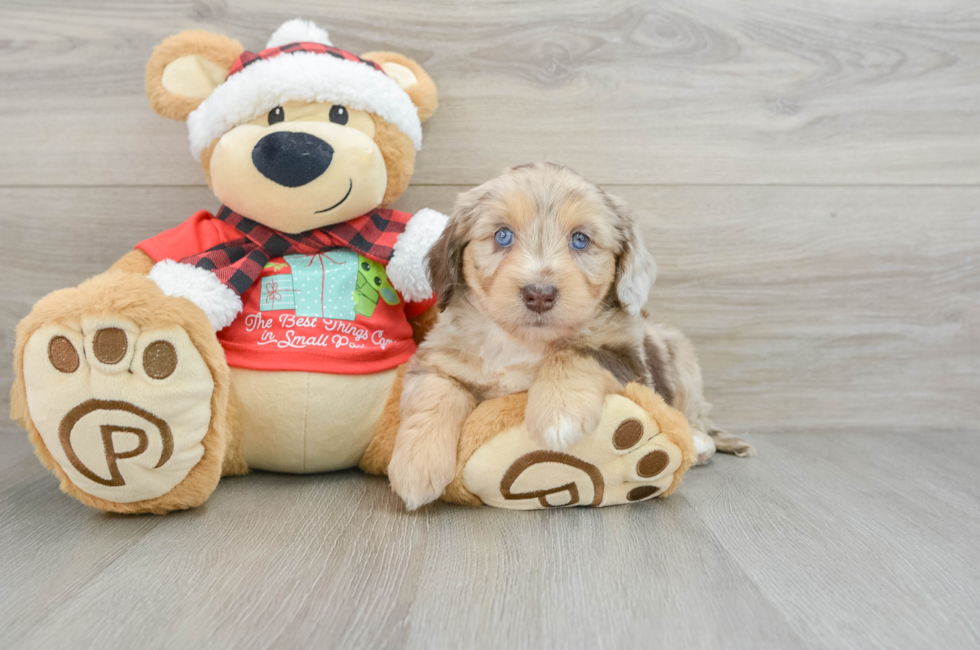 6 week old Mini Aussiedoodle Puppy For Sale - Simply Southern Pups