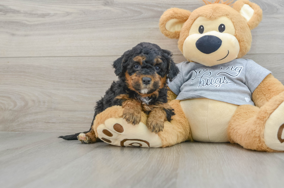 6 week old Mini Aussiedoodle Puppy For Sale - Simply Southern Pups