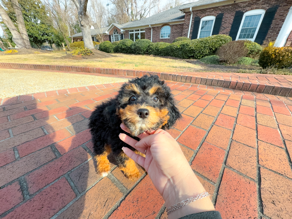 Mini Aussiedoodle Pup Being Cute