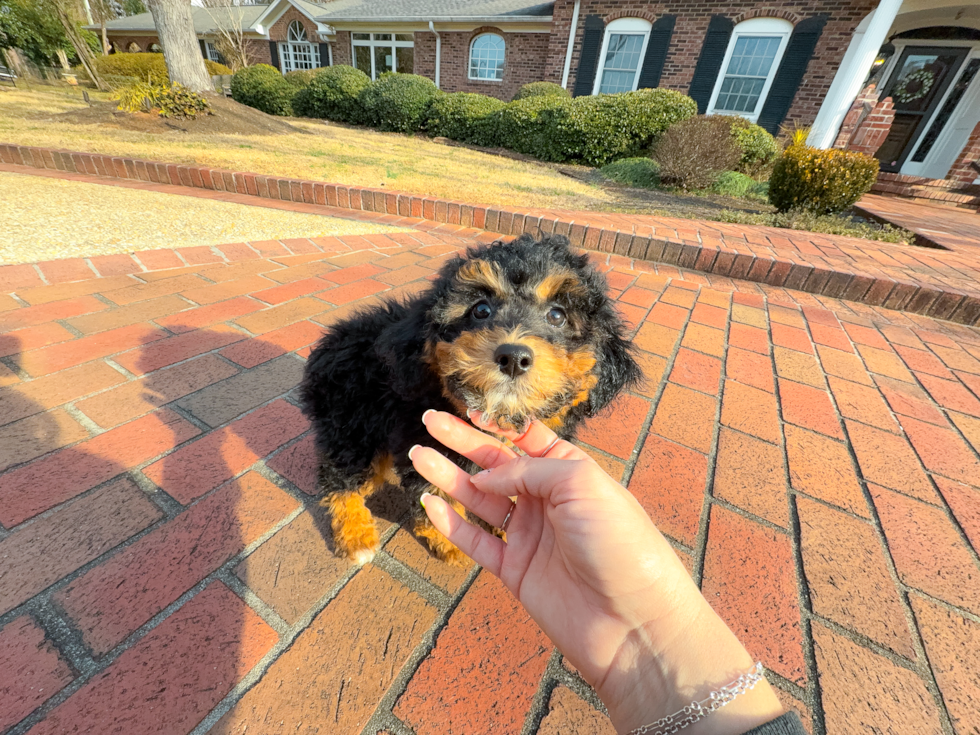 Cute Mini Aussiepoodle Poodle Mix Puppy