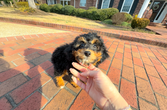 Cute Mini Aussiepoodle Poodle Mix Puppy