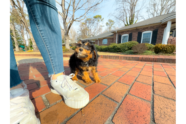 Mini Aussiedoodle Puppy for Adoption