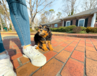 11 week old Mini Aussiedoodle Puppy For Sale - Simply Southern Pups