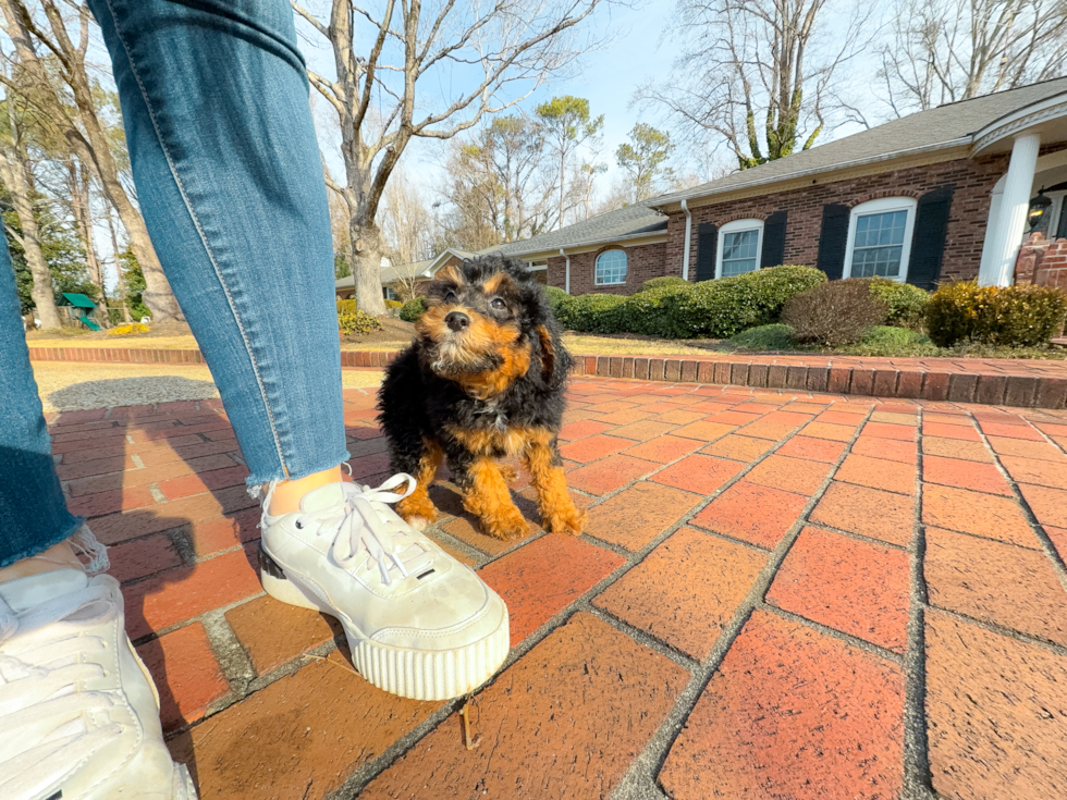 Mini Aussiedoodle Puppy for Adoption