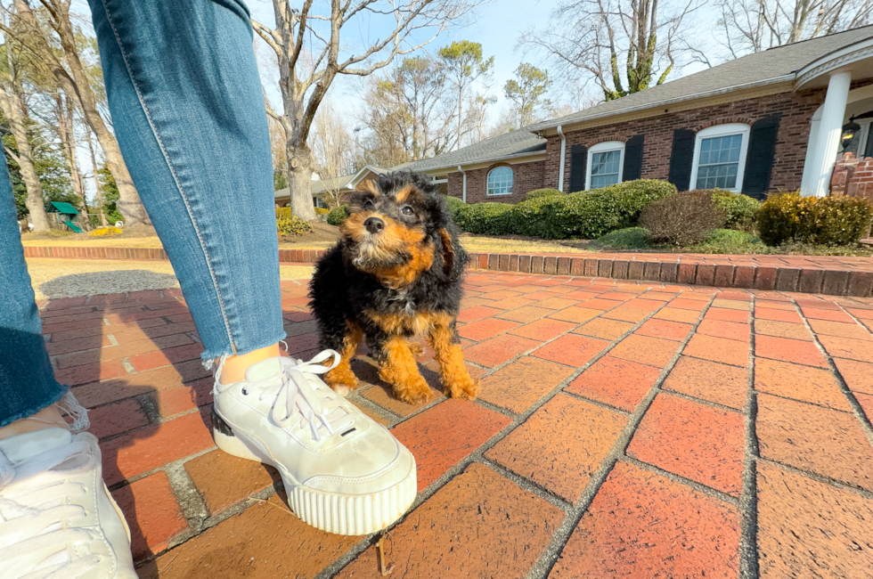 11 week old Mini Aussiedoodle Puppy For Sale - Simply Southern Pups