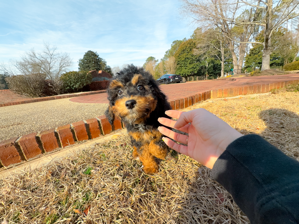 Mini Aussiedoodle Puppy for Adoption