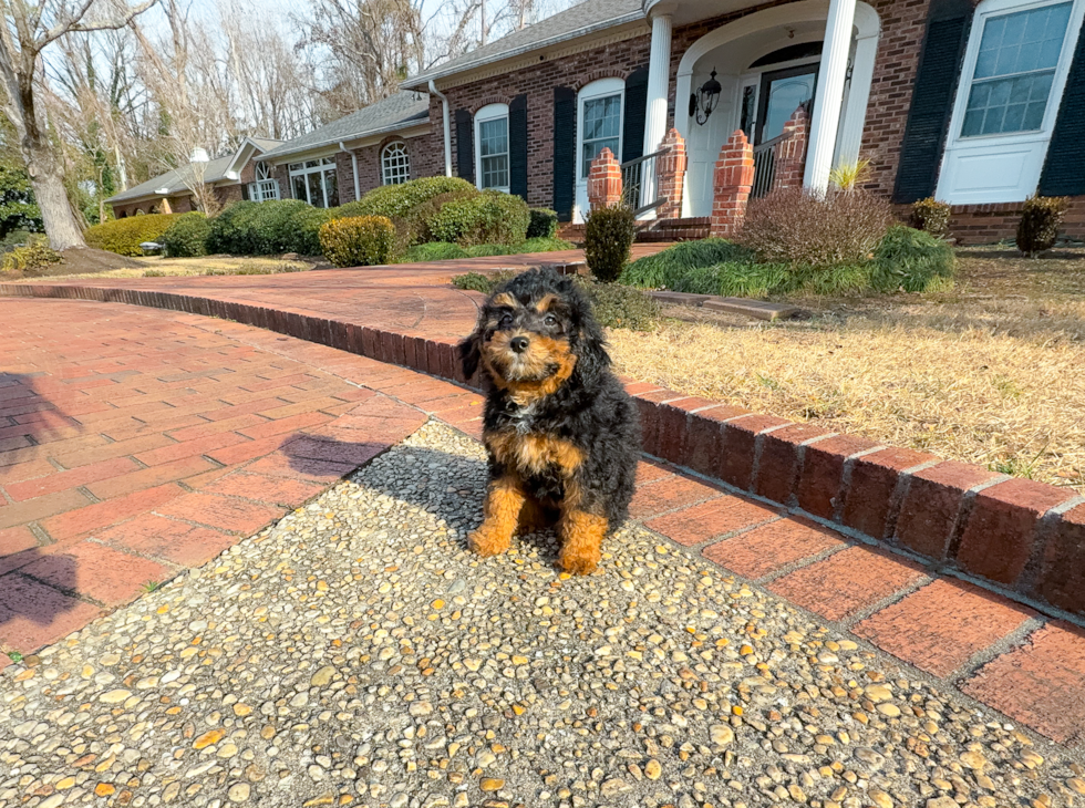 Cute Mini Aussiedoodle Poodle Mix Pup