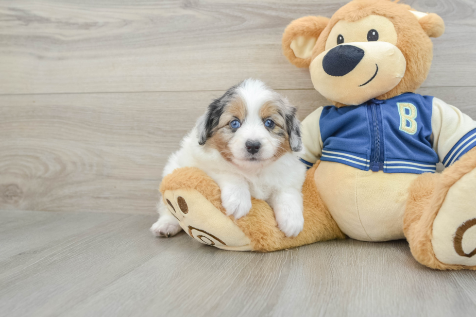 Mini Aussiedoodle Puppy for Adoption