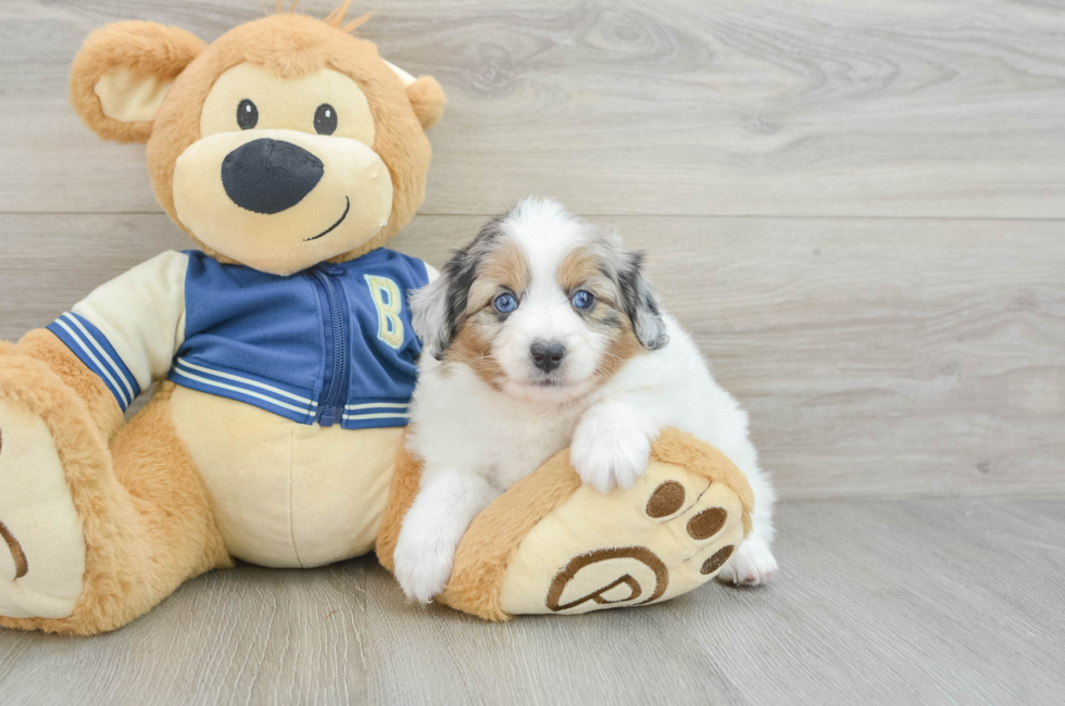 7 week old Mini Aussiedoodle Puppy For Sale - Simply Southern Pups