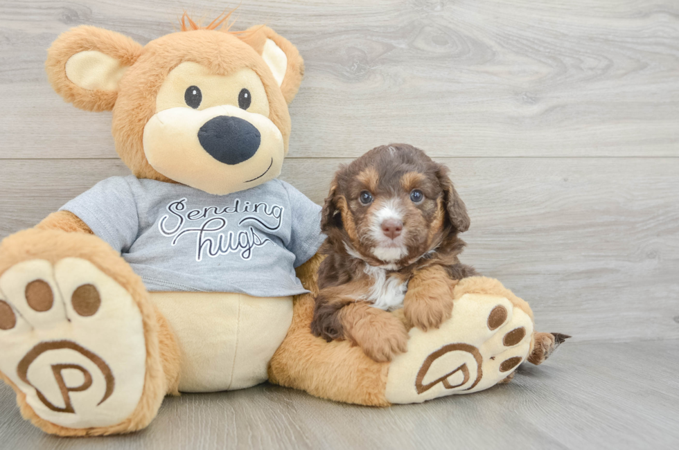 7 week old Mini Aussiedoodle Puppy For Sale - Simply Southern Pups