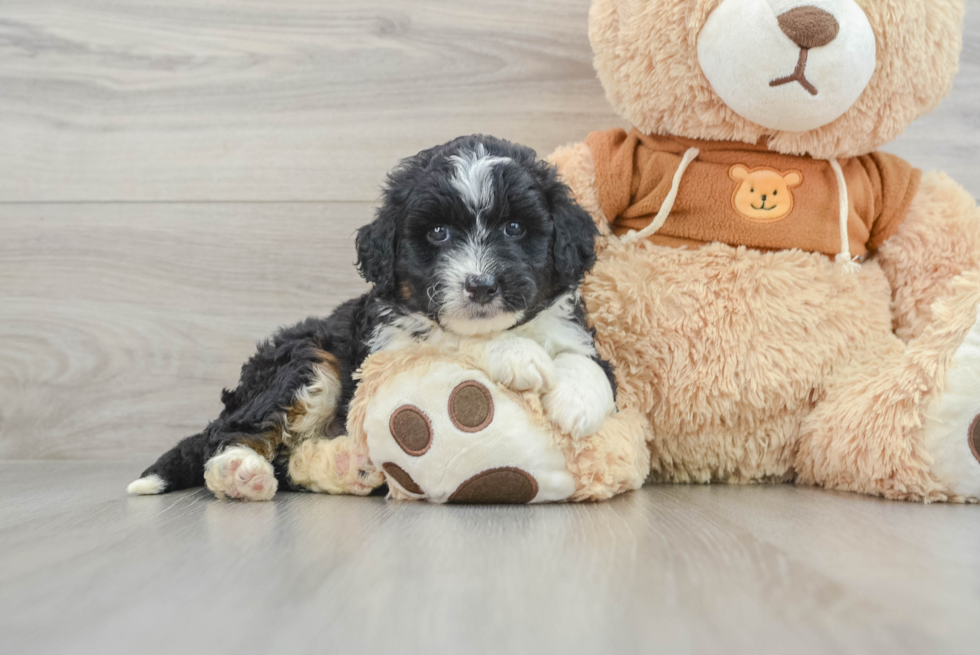 Best Mini Aussiedoodle Baby